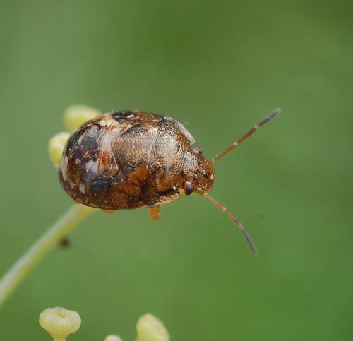 Dryadocoris apicalis